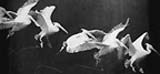 Marey's pelicans in flight